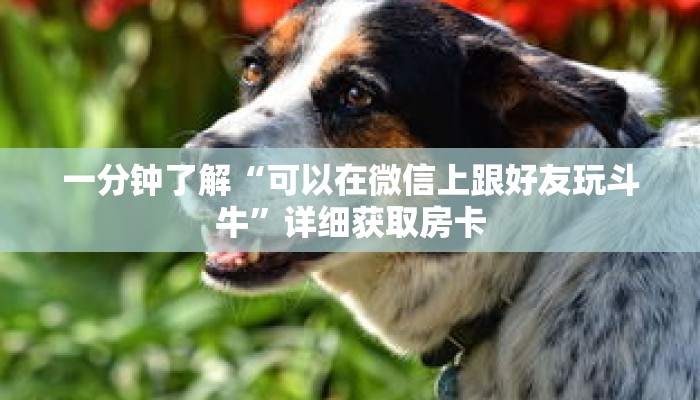 玩家秒懂“皇豪互众牛牛炸 金花房卡”详细购买房卡教程