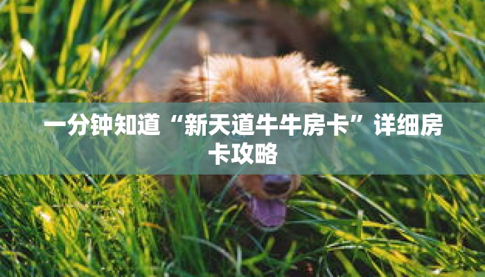 一分钟知道“新天道牛牛房卡”详细房卡攻略 一分钟知道“新天道牛牛房卡”详细房卡攻略